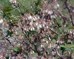 VACCINIUM â€˜Ochlockoneeâ€™-Rabbiteye Blueberry-Chill Hrs 650  Zone:7