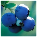 Premier Rabbiteye Blueberry-Vaccinium ashei  6-8' Zone 7
