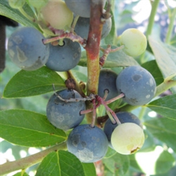 Tifblue Rabbiteye Blueberry-Vaccinium ashei  6-10' Zone 7