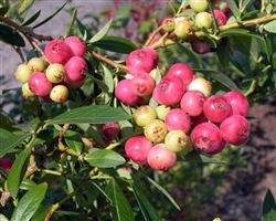 BLUEBERRY RABBITEYE BLUEBERRY VACCINIUM 'PINK LEMONADE'  Zone 5