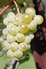 BRIANNA-WHITE TABLE OR WINE GRAPE VINE-Ultra cold weather vine Z-4