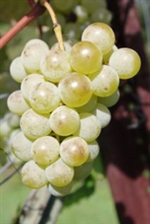 BRIANNA-WHITE TABLE OR WINE GRAPE VINE-Ultra cold weather vine Z-4