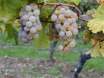Grape Vine RIESLING GERMAN GRAPE VINE Zone 5