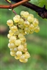 CHARDONNAY CALIFORNIA GRAPE VINE