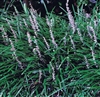 BIG BLUE LILYTURF-Liriope muscari 'Big Blue'Grass Zone:  5