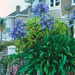 AGAPANTHUS AFRICAN BLUE--LILY OF THE NILE BLUE FLOWERS ZONE 7