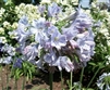 AGAPANTHUS AFRICAN SKY BLUE--SUMMER SKIES LIGHT BLUE FLOWERS ZONE 5