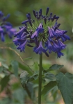 AGAPANTHUS AFRICAN BLUE--STORM CLOUD BLUE FLOWERS ZONE 7