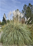 REPLACED BY CORTADARIA SELLOANA  Pampas Grass-Erianthus ravennae Zone:  5-6