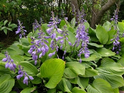 HOSTA VENTRICOSA LARGE GREEN PURPLE FLOWER Z 3-9