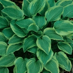 HOSTA GOLDEN TIARA DWARF VARIEGATED LAVENDER BLOOMS  Z 3-9