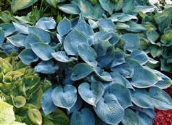 HOSTA HALCYON-MEDIUM SIZED, BLUE LEAVES PALE LILAC BLOOMS Z 3-9