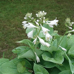 HOSTA PLANTAGINEA â€˜ROYAL STANDARDâ€™  lily-like white flowers Z 3-9