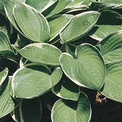 HOSTA â€˜FRANCEEâ€™ LARGE VARIEGATED LEAVES WITH LAVENDER BLOOMS Z 3-9