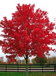 Maple Red Maple-Acer rubrum Red Fall Foliage Z 3