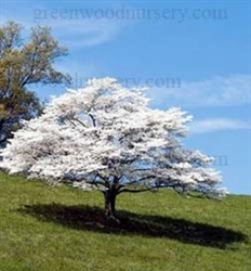 DOGWOOD WHITE FLOWERING-Cornus florida-SINGLE WHITE BLOOMS RED BERRIES Zone: 5