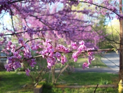 Redbud Eastern Redbud-Cercis canadensis-Showy Clusters of Soft Pink to Magenta Blooms Z 4