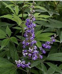 CHASTETREE-Vitex agnus-castus 'Shoal Creek'-Large Blue-Violet Flowers12-18" long Z 6