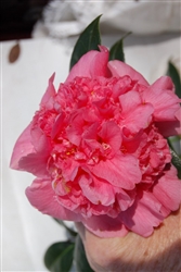 CAMELLIA ACK-SCENT-Camellia japonica-Double Pink Bloom Zone 7