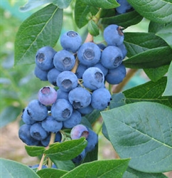 Blueberry Combo of 3 Grown in a 1-Gal Customer Choice  Zone 4-8