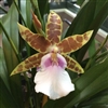 MILTONIA KISMET KIND KAITROPICAL Z 9+