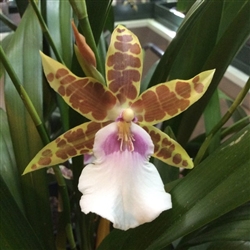 MILTONIA KISMET KIND KAITROPICAL Z 9+