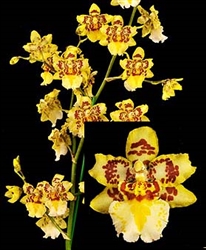 W 664 ODONTOCIDIUM PARQUET 'UPTOWN GIRL' TROPICAL Z 9+