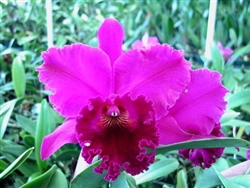 T-4596 Cattleya 'Hawaiian Progress'-Lavender Upper with Darker Purple to Burgundy Throat and Lip  Tropical Z 9+