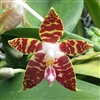 1910 Phal. Amboinensis x sib Tropical Z 9+