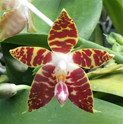 1910 Phal. Amboinensis x sib Tropical Z 9+