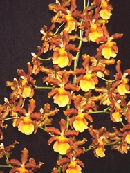 O444  ODONTOCIDIUM CATATANTE 'KILAUEA KARMA'  TROPICAL Z 9+