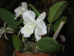 KA6058 Hybrid C WALKERIANA ALBA