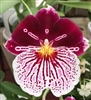 MILTONIA BREATHLESS BEAUTY MR606-A TROPICAL Z 9+