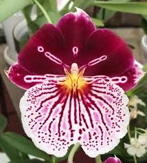 MILTONIA BREATHLESS BEAUTY MR606-A TROPICAL Z 9+