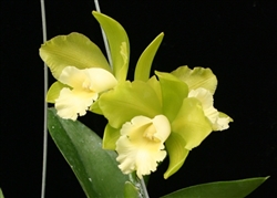 Blc Hawaiian Passion 'Carmela' X C Atlanta fma. alba 'Geyserland' Tropical Z 9+