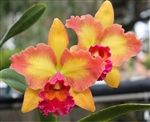 Blc Mary Ellen Carter X Sib Tropical Z 9+