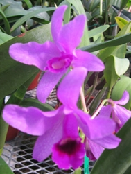 Cattleya bowringiana parent v. coerulea x self Tropical Z 9+