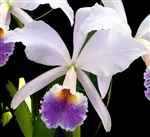 Cattleya jenmanii  v. coerulea x self   Tropical Z 9+