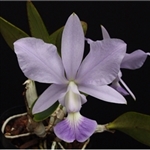 C. Guttuta alba x  C. Walkeriana  Originally from Brazil Zone:  9+ Tropical