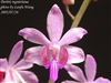 Phal. Regnieriana (Laos) PK2077  Zone 9+ Tropical