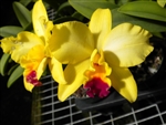 CATTLEYA TOKYO MAGIC  Tropical Z 9+