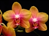 OUT TILL SUMMER....S-1448 Phal. Brother Pepride 'Carmela'