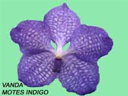 T-4863 Montes Indigo' Vanda-Purple bloom Tropical Z 9+