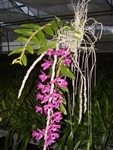 DENDROBIUM HONOHONO ANOSMUM