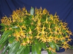 BULBOPHYLLUM LOBBI KATHY'S GOLD