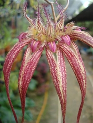 BULBOPHYLLUM SANTA CLAUS