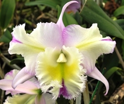 T-4755 Cattleya 'Mystic Lady'-Pale Yellow to White Upper with Streaks of Lavender Yellow Throat and Double Lip Tropical Z 9+
