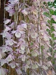 DENDROBIUM APHYLLUM SINGLE TO MULTIPLE CANES TROPICAL