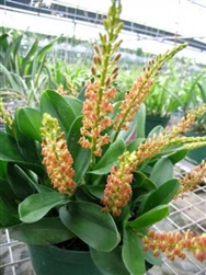 ORCHID LIPARIS GROSSA-Multiple Orange Blooms on Long Spikes Tropical Z 9+