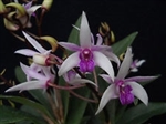 Orchid 870-Den. Anching Lubag x Anand Satyanand-Tropical Zone 9+